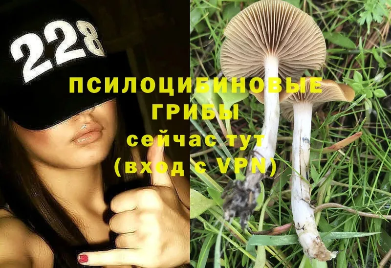 Галлюциногенные грибы Cubensis  Красноуфимск 